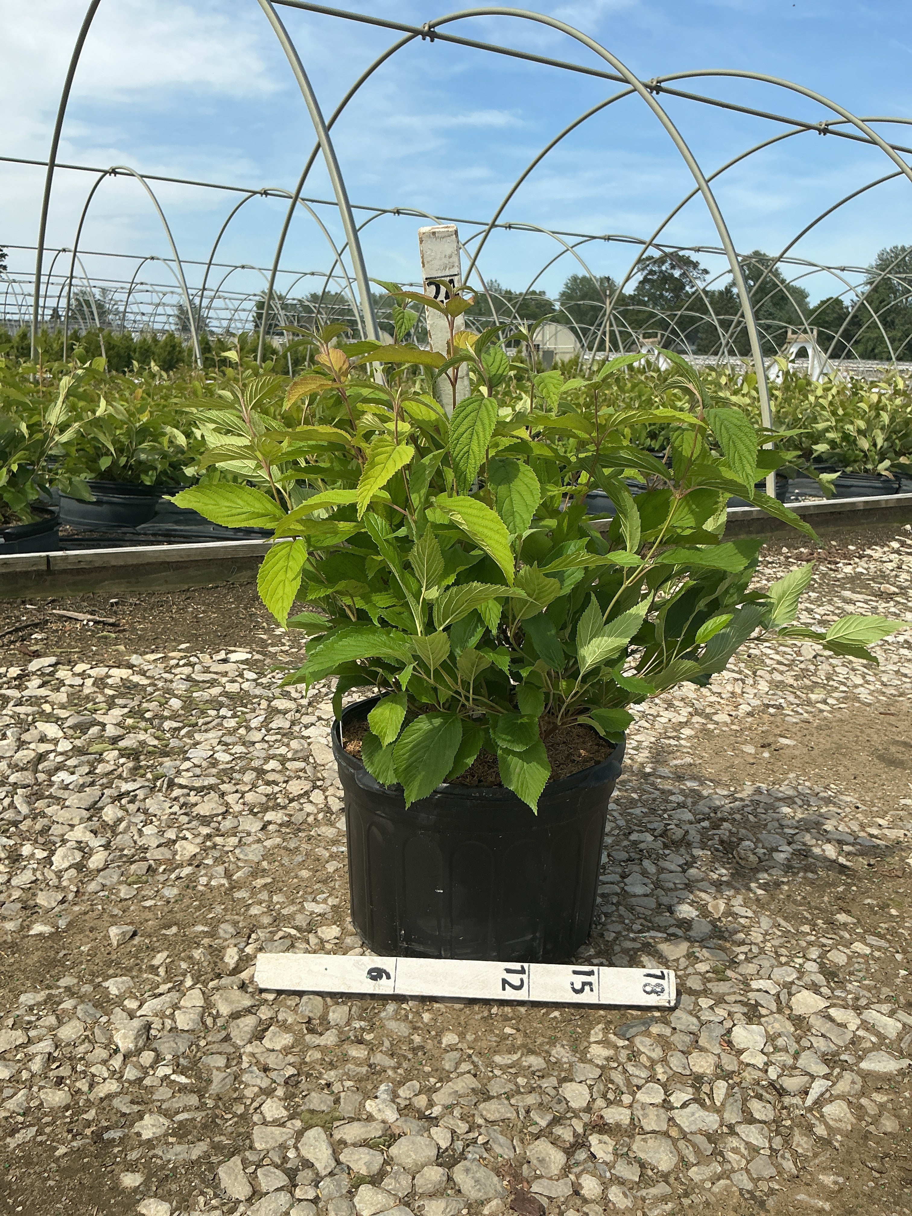 Viburnum plicatum 'Mariesii'