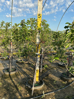 Malus FRUIT - DOMESTICA 3 Tier Espalier