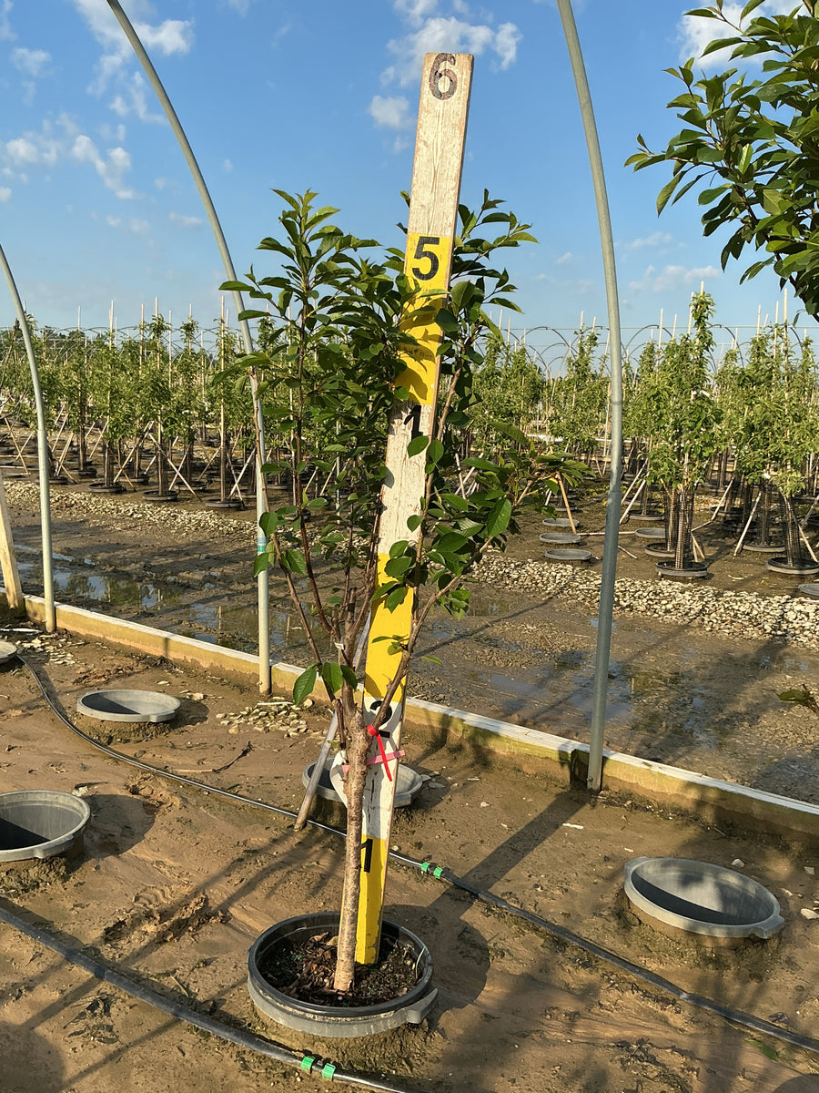 Prunus Fruit avium ‘3-in-1’ Cherry — G7 60