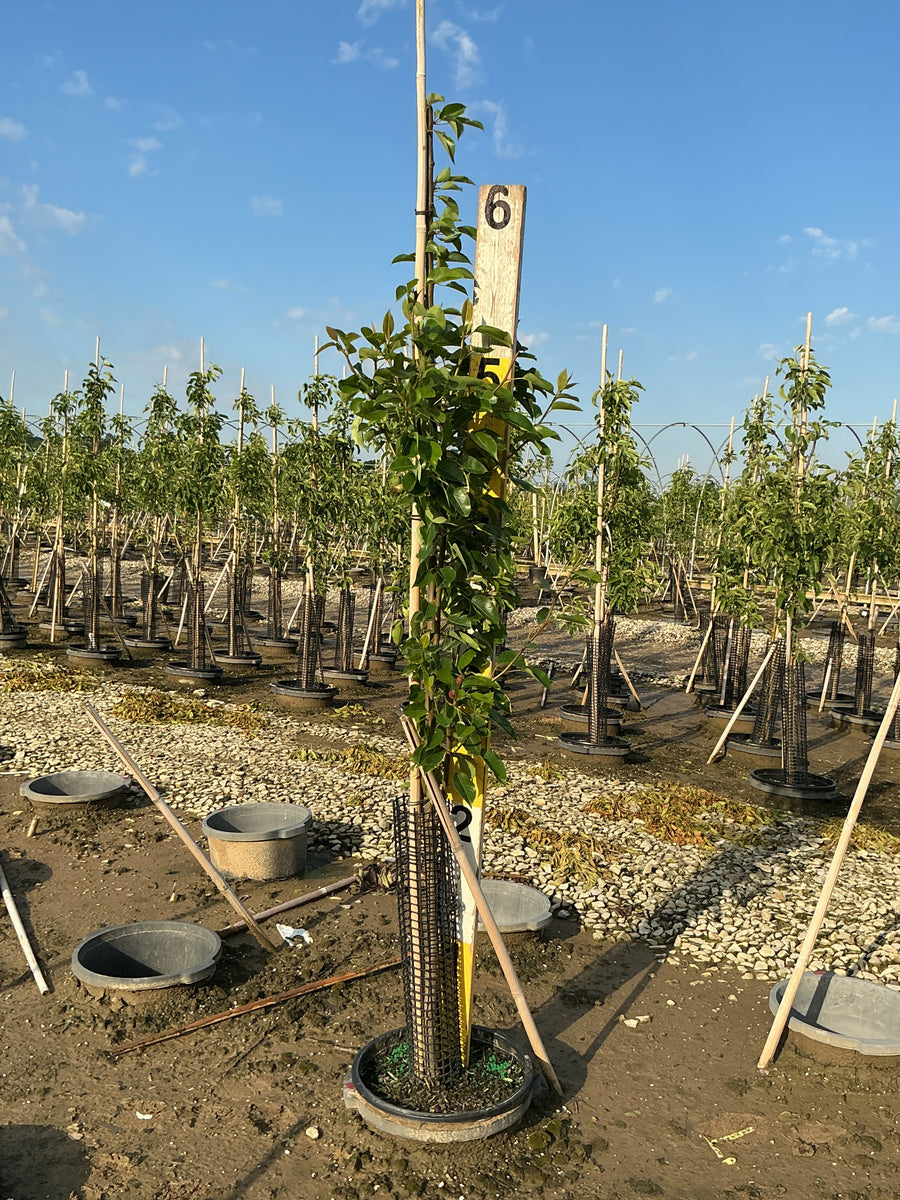 Pyrus 'Fruit Kieffer' — G7 60