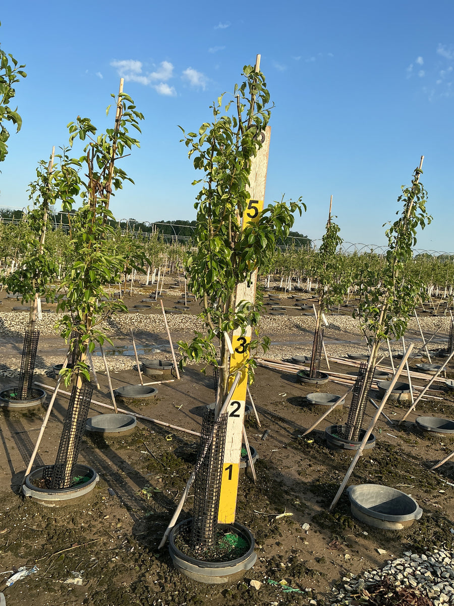 Pyrus 'Fruit Comice' — G7 60