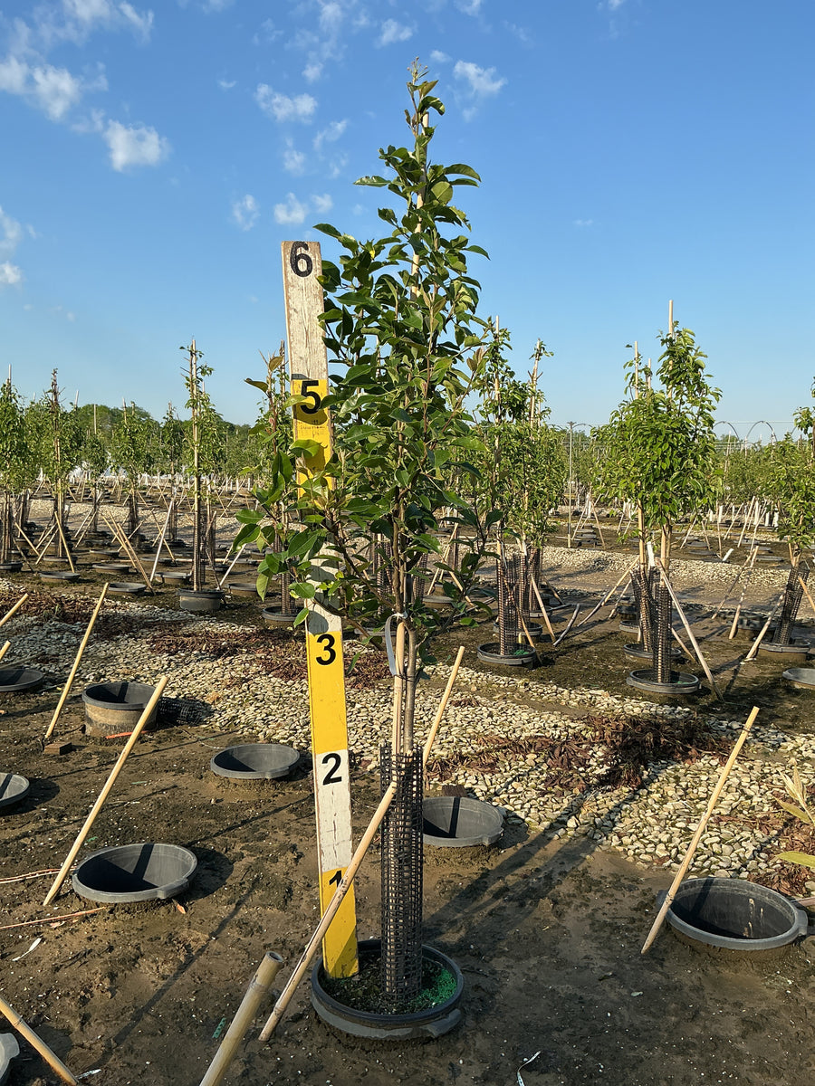Prunus 'Fruit Oriental Asian Pear' — G7