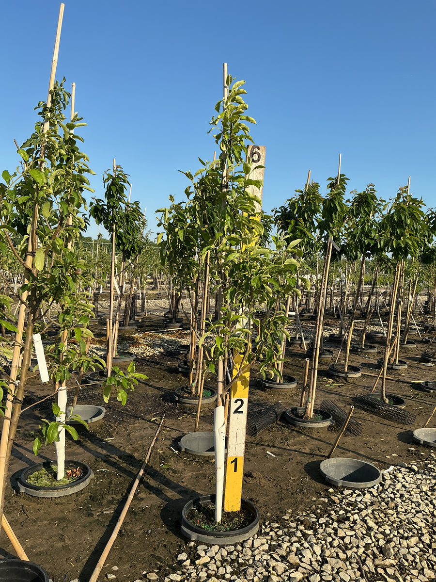 Malus 'Fruit Granny Smith' — G7 60