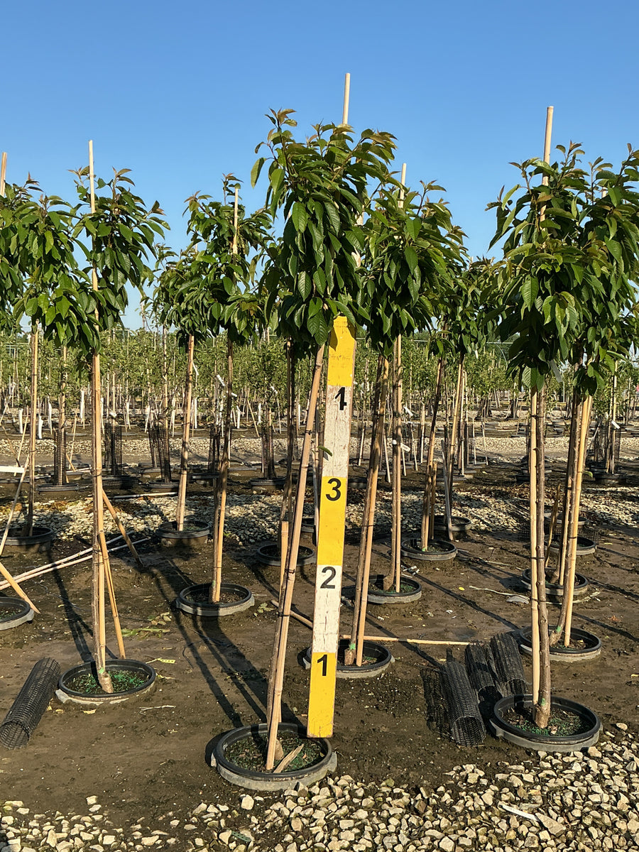 Prunus avium 'Sweetheart' — G7 60