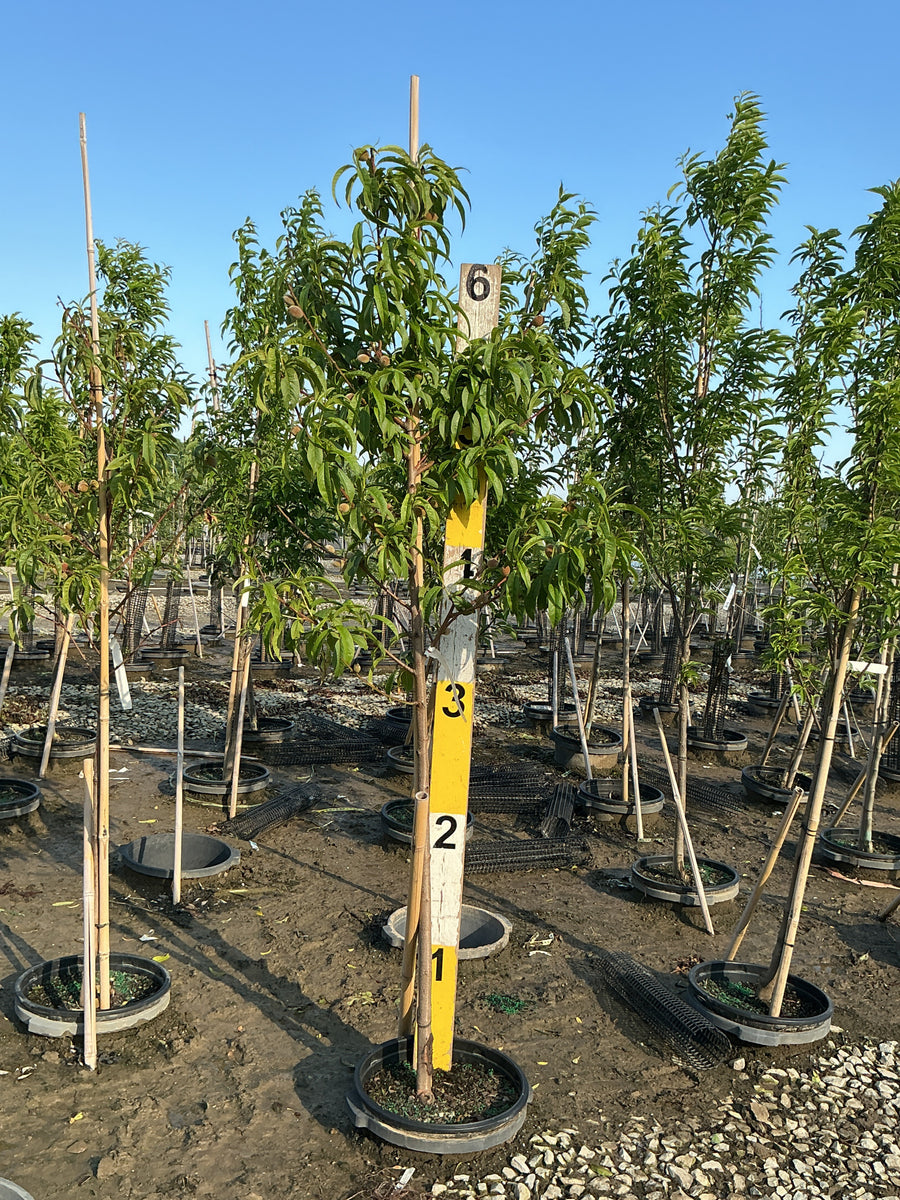 Prunus persica 'Reliance' — G7 60