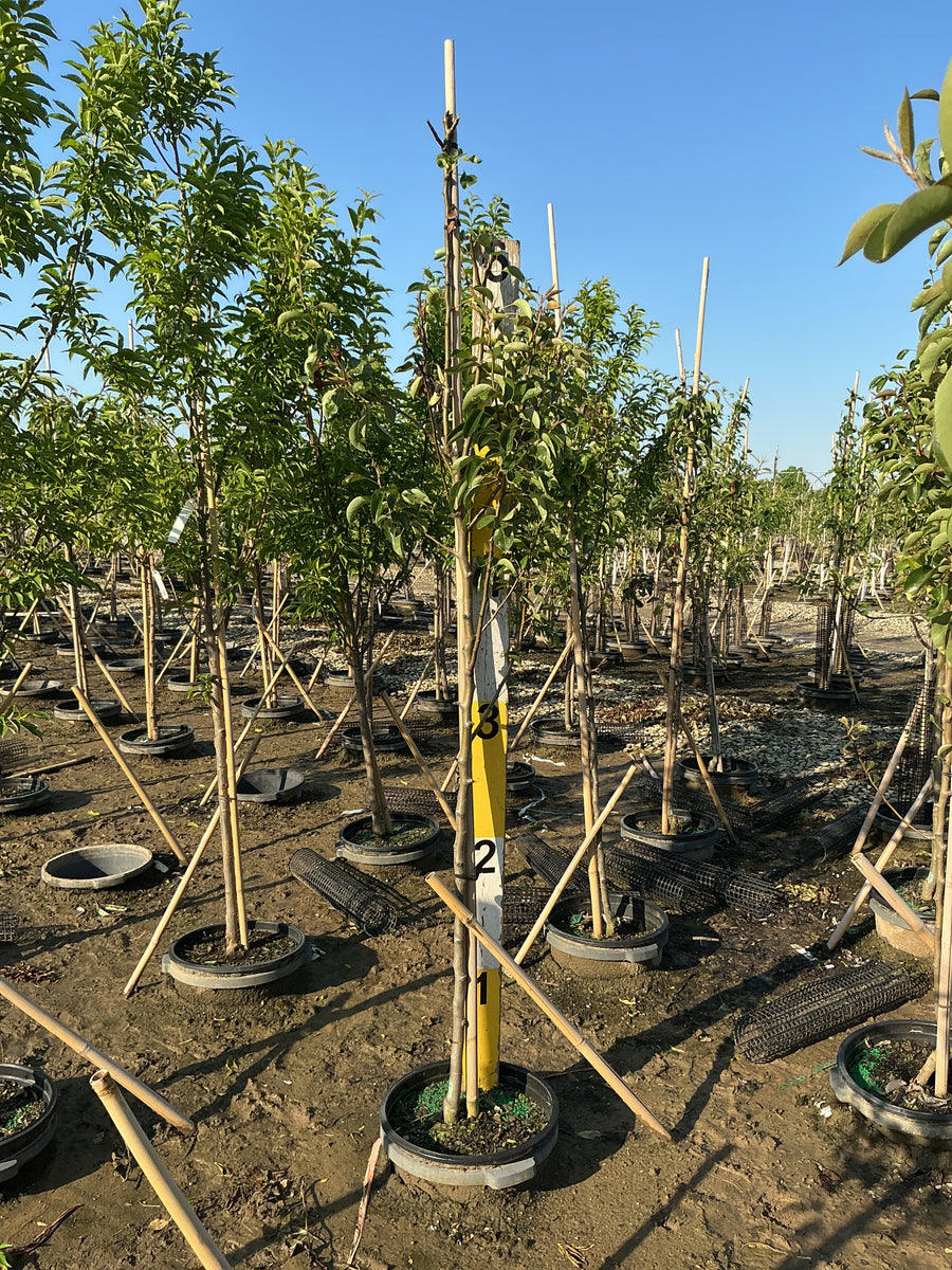 Pyrus 'Fruit Red Bartlett' — G7 60