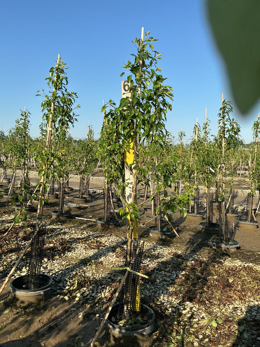 Pyrus 'Fruit Clapp's Favorite' — G7 60