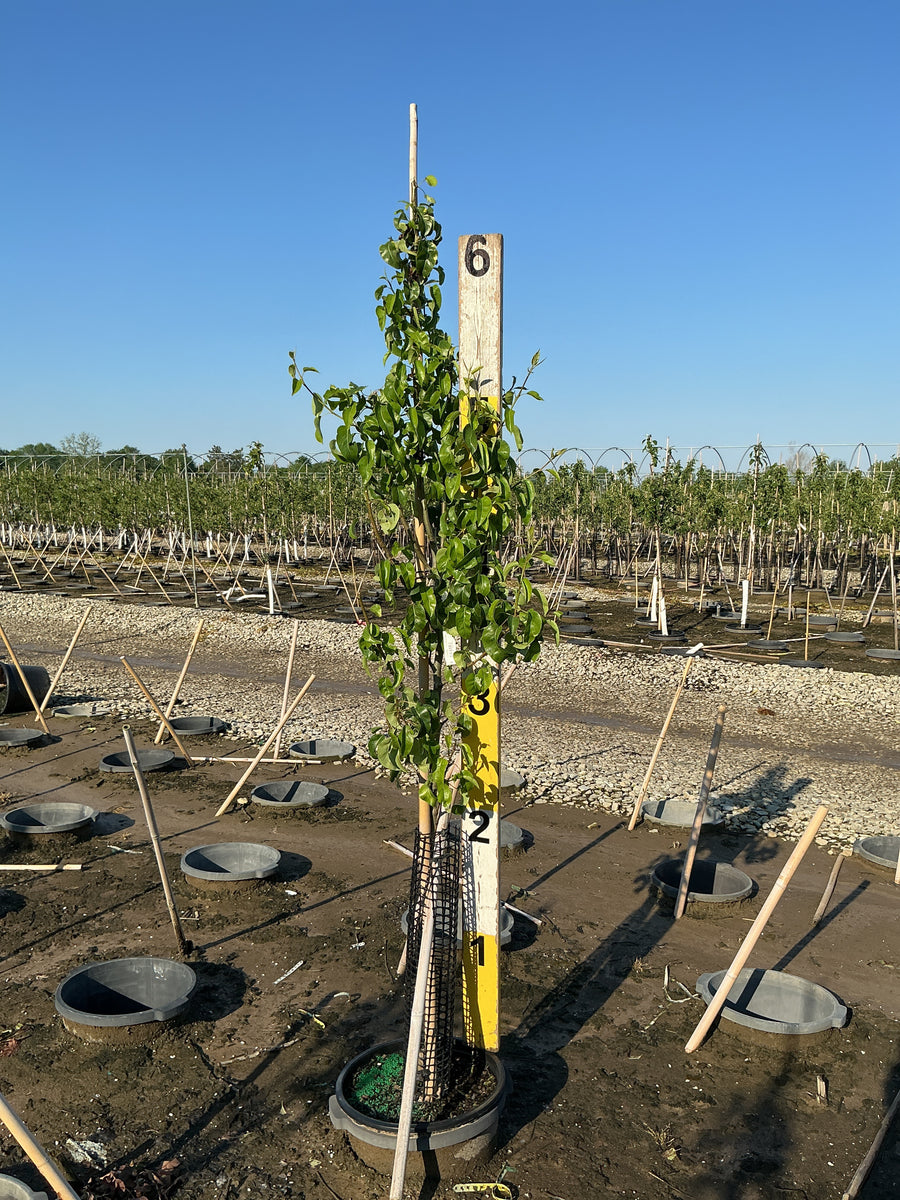 Pyrus 'D'Anjou' — G7 60