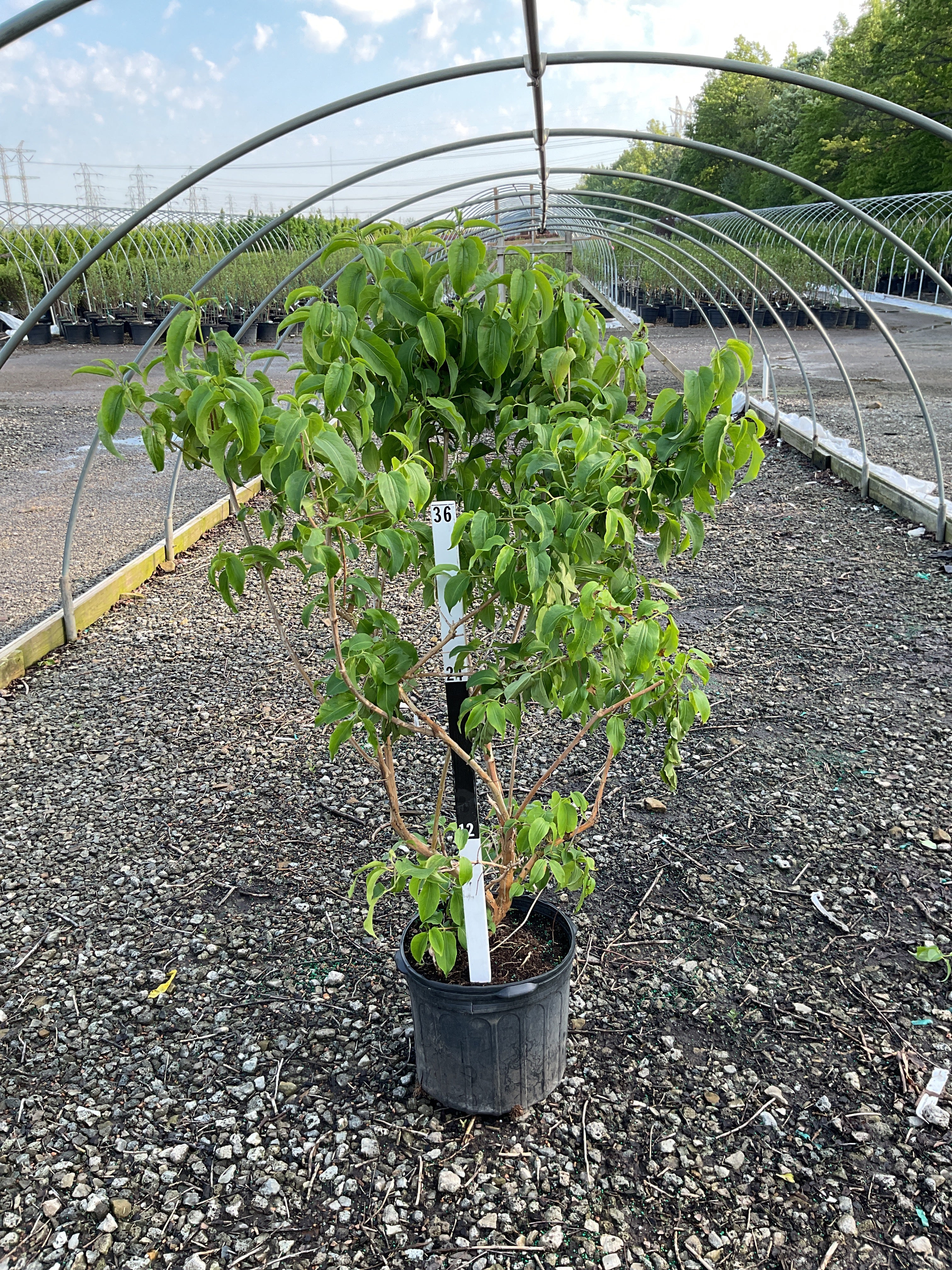 Heptacodium tianshan