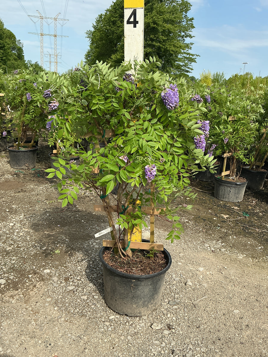 Wisteria frutescens 'Amethyst Falls' — G5 30