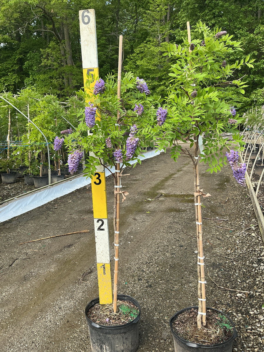 Wisteria frutescens 'Amethyst Falls' — G5 60