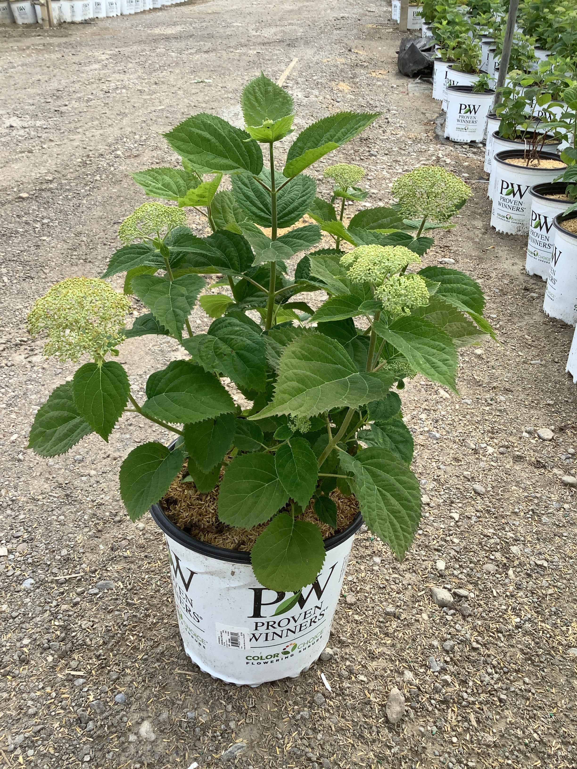 Hydrangea arborescens 'Invincble Wee White'