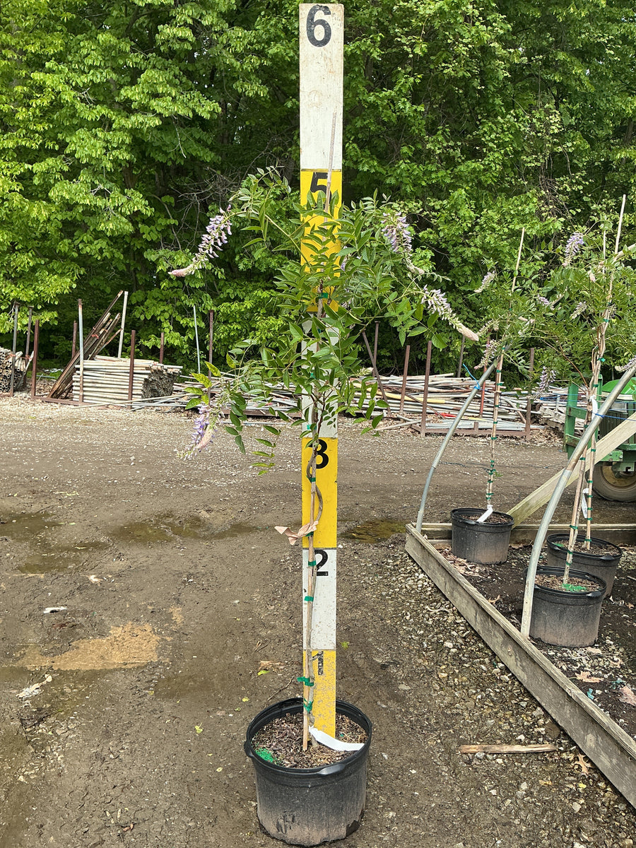 Wisteria macrostachya 'Blue Moon' — G5 60