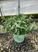 Buddleia 'Pink Cascades'