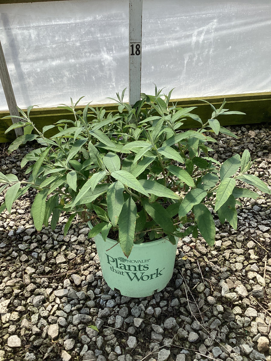 Buddleia 'Pink Cascades' — G3 PTW