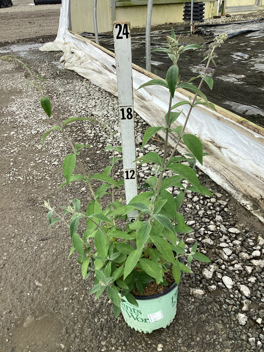 Buddleia x weyeriana 'Bicolor' — G1 PTW