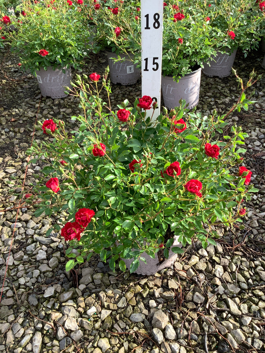 Rosa 'Drift Meigalpio' — 19CM