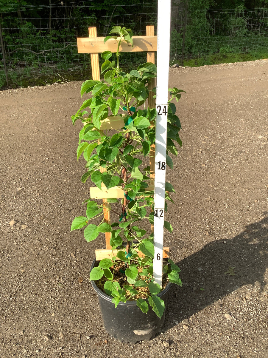 Hydrangea arborescens 'Petiolaris' — G3 30