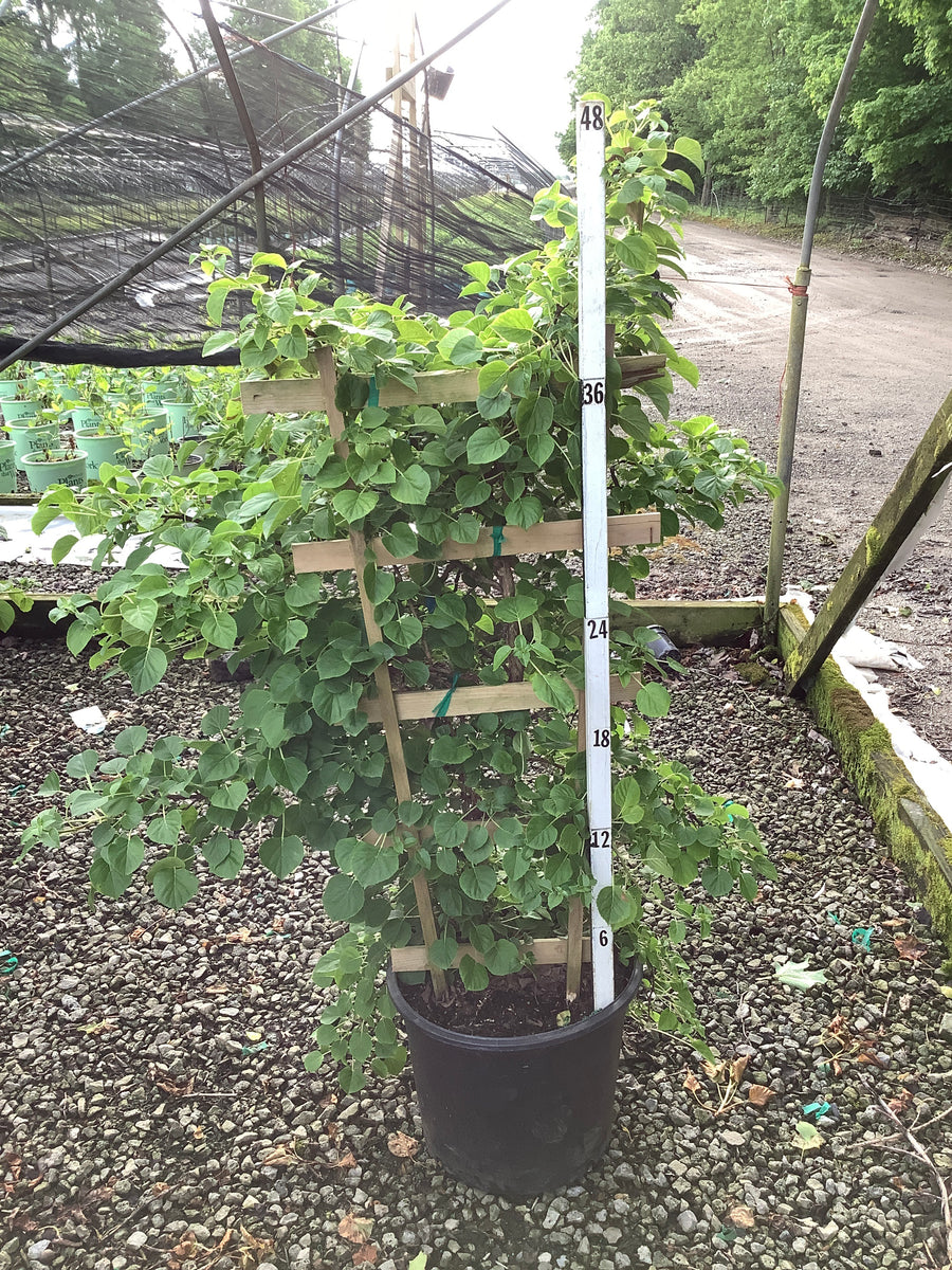 Hydrangea arborescens 'Petiolaris' — G7 TRELLIS