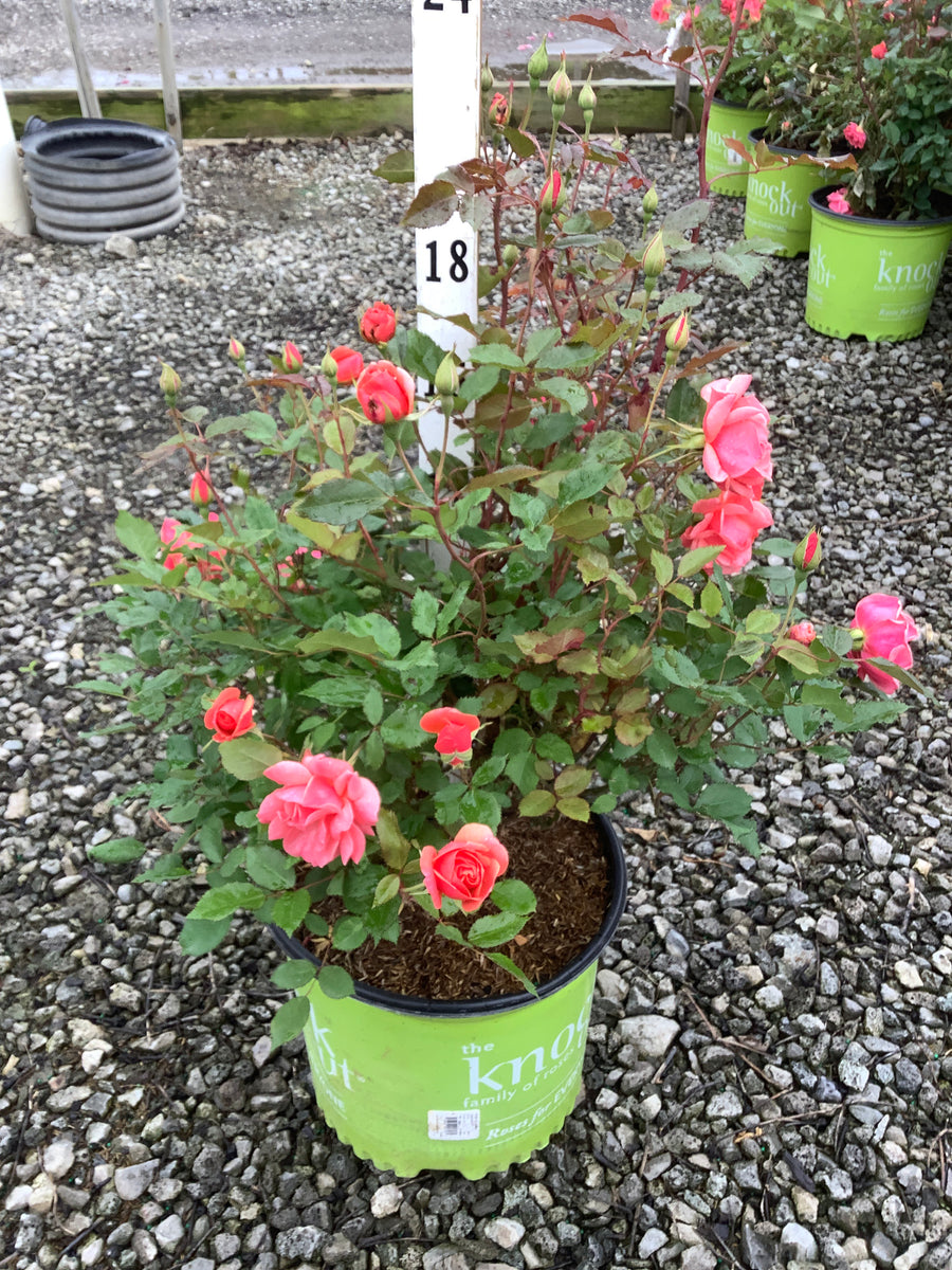 Rosa K.O 'Radyod' — G3