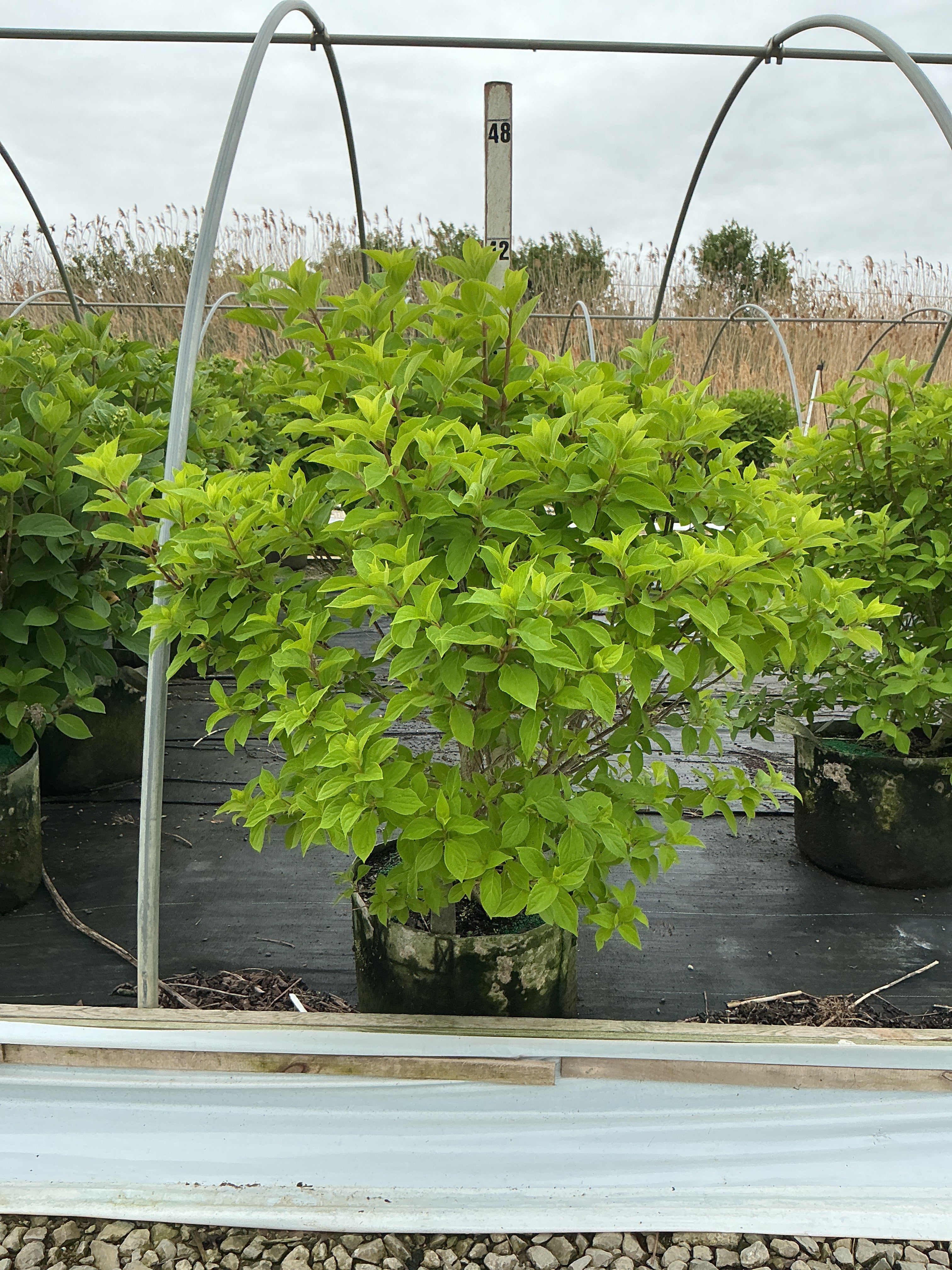 Hydrangea paniculata 'Zwijnenburg'