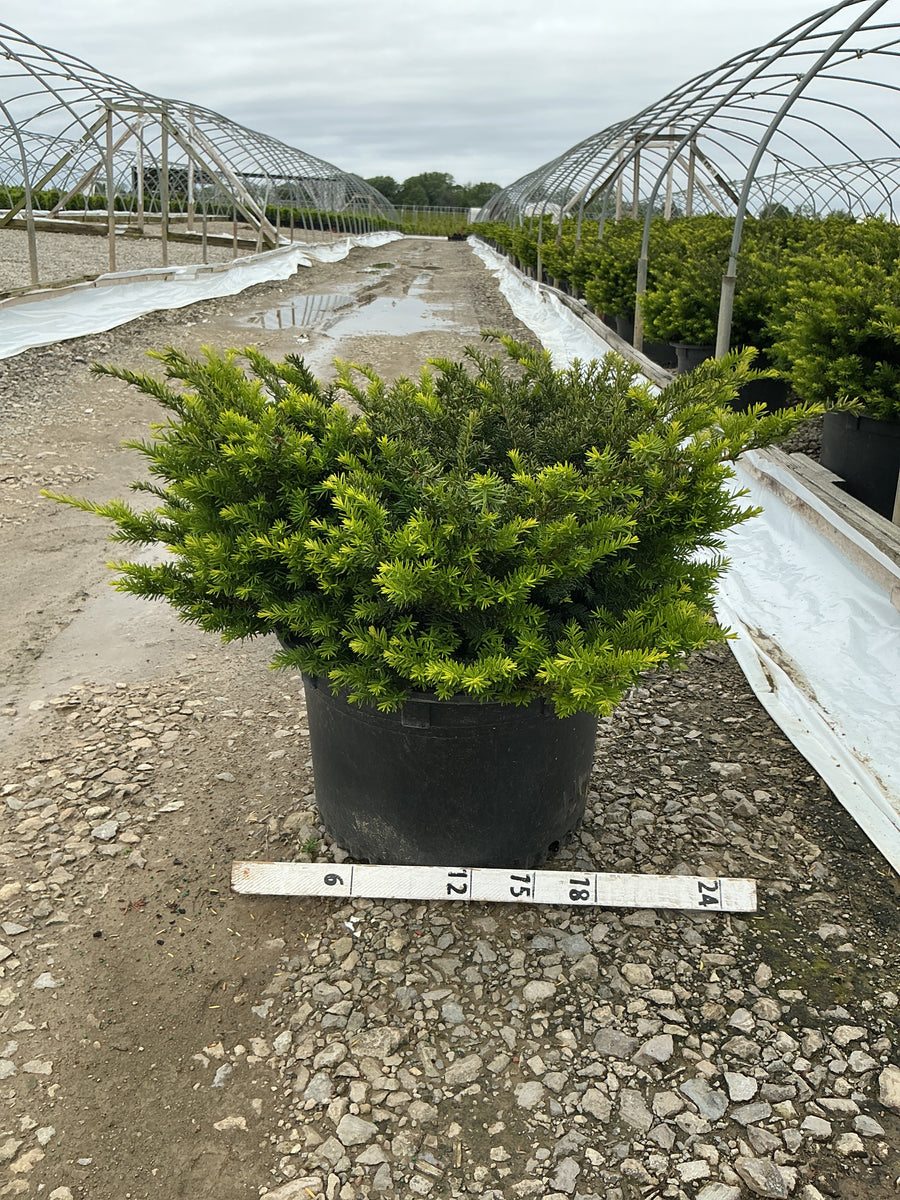 Taxus x media 'Everlow' — G10 24-30