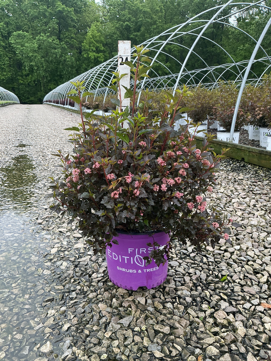 Physocarpus opulifolius 'Donna May' — G3 15