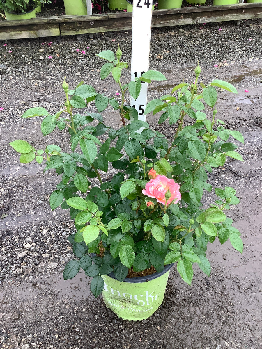 Rosa K.O 'Orange Glow' — G2