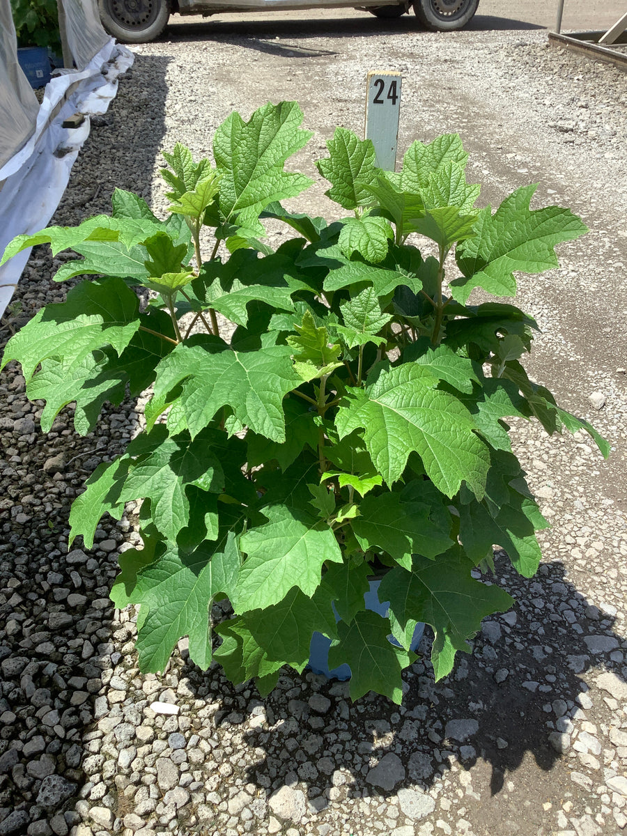 Hydrangea 'Q Toy Soldier' — G3 BE