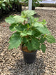 Hydrangea quercifolia 'Alice'