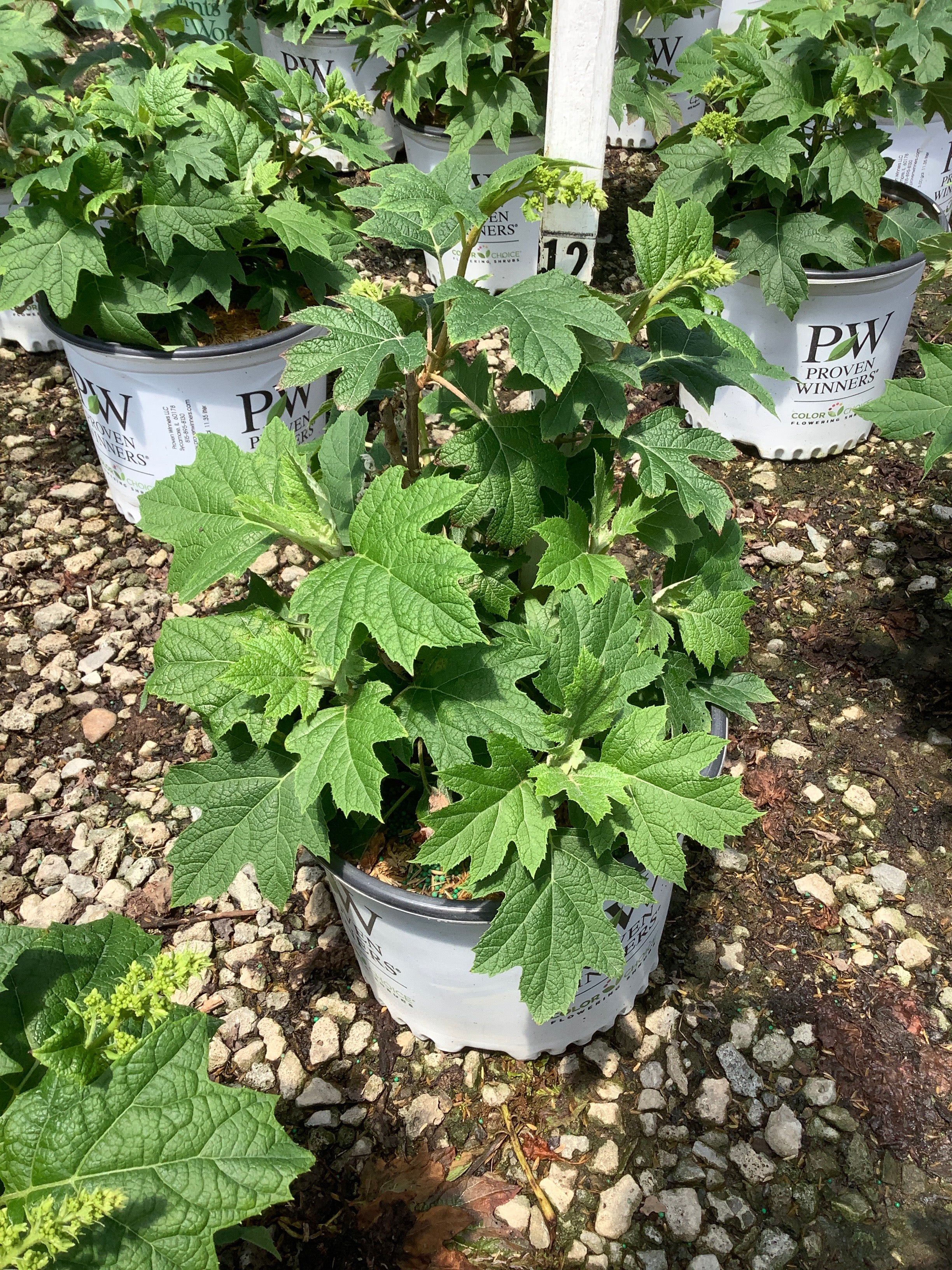 Hydrangea quercifolia 'NCHQ1'