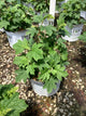Hydrangea quercifolia 'NCHQ1'