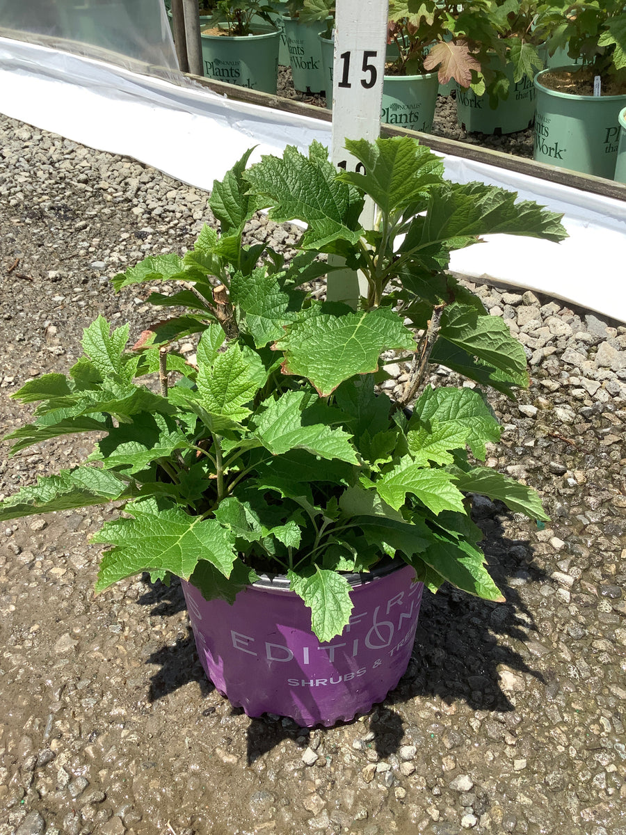 Hydrangea quercifolia 'Jetstream' — G3 FE