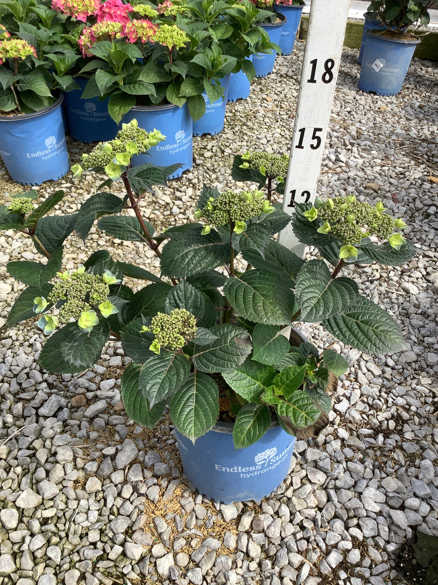 Hydrangea macrophylla 'Pop Star' — G2 ES
