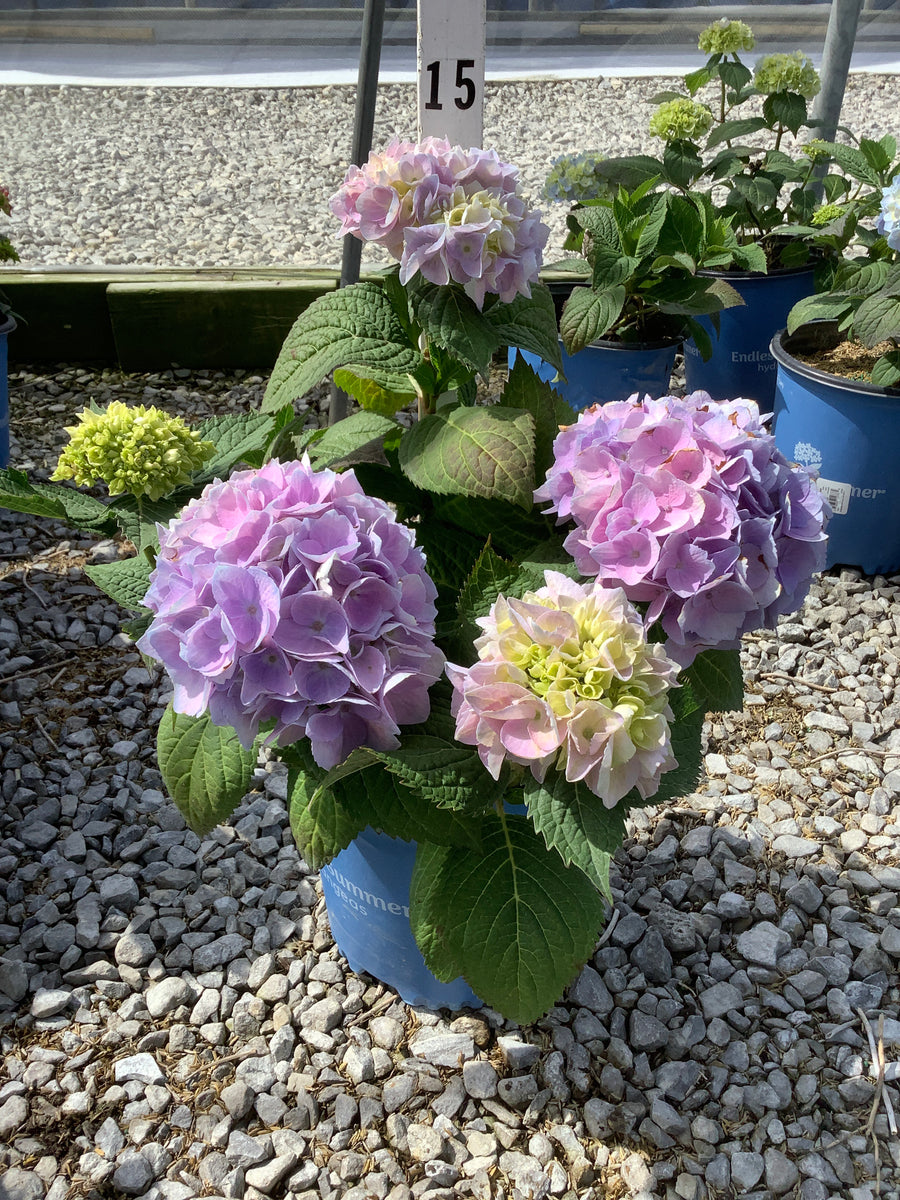 Hydrangea macrophylla 'Bailmer' — G2