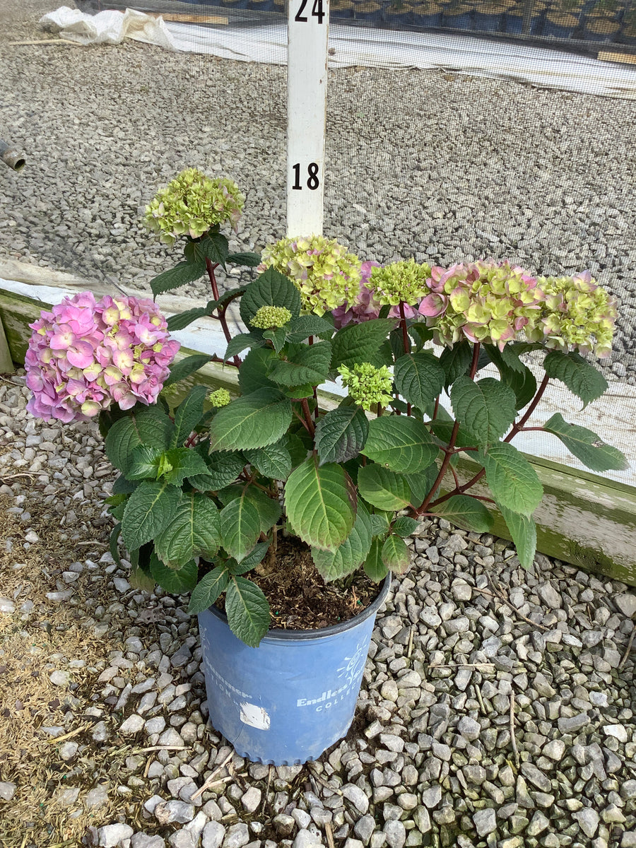 Hydrangea macrophylla 'Bloomstruck' — G2