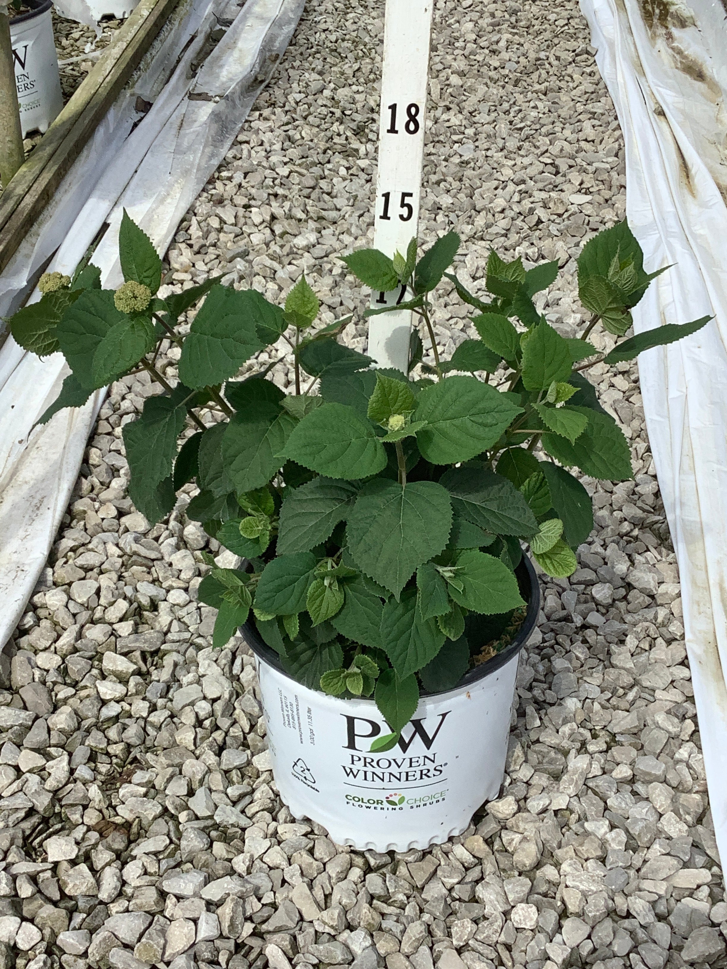 Hydrangea arborescens 'Invincble Spirit Ii'