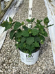 Hydrangea arborescens 'Invincble Spirit Ii'