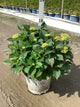 Hydrangea macrophylla 'Lets Dance Lovable'