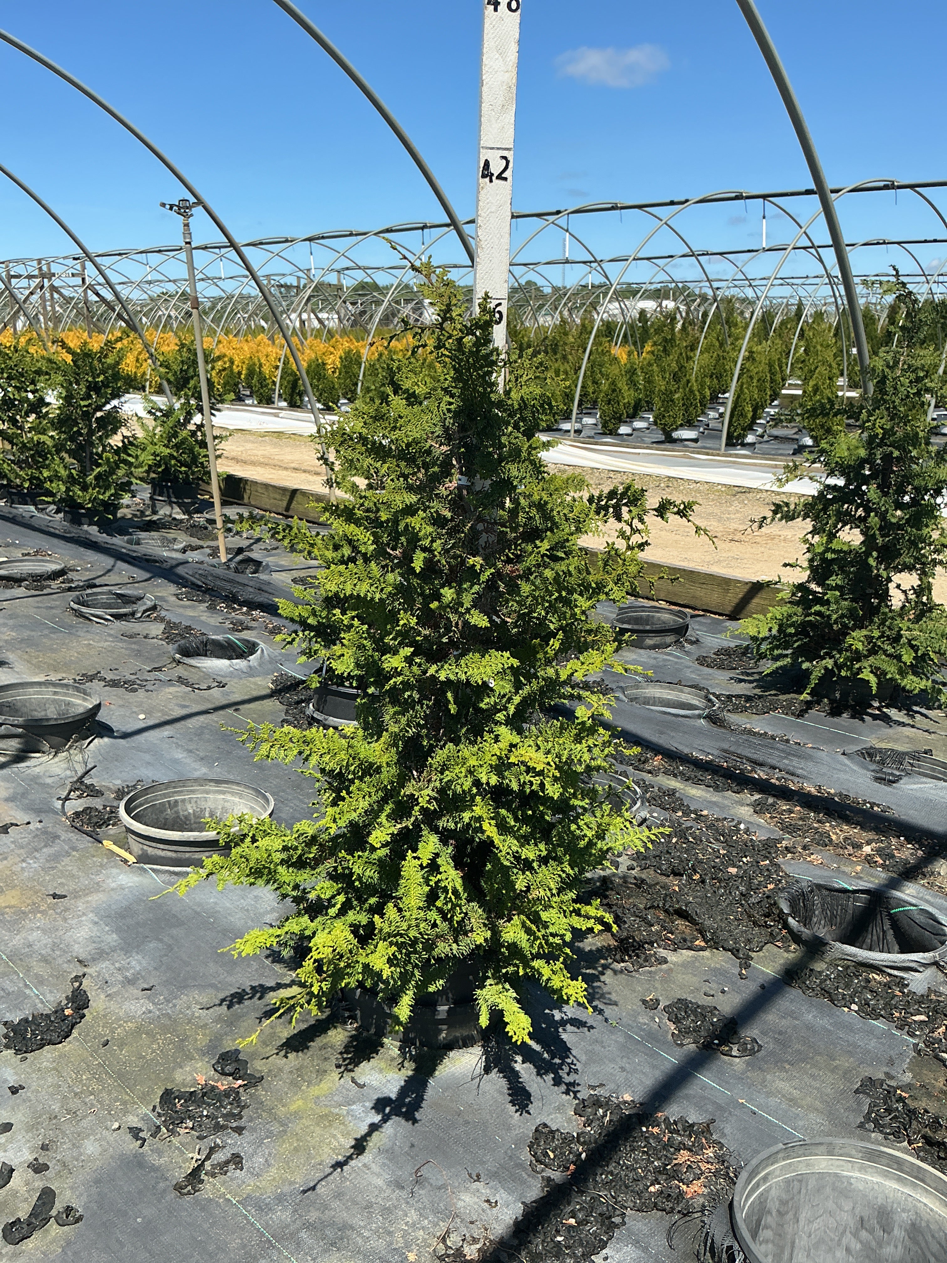 Chamaecyparis obtusa 'Filicoides'