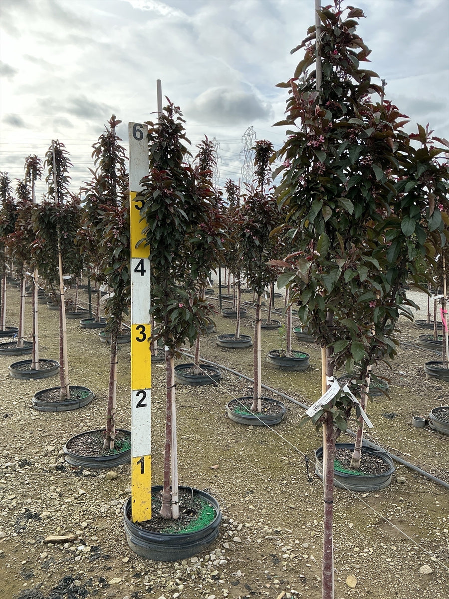 Malus 'JFS KW213MX’ Raspberry Spear — G15 72