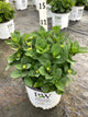Hydrangea macrophylla 'Lets Dance Sky View'