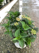 Hydrangea 'S Tiny Tuff Stuff'