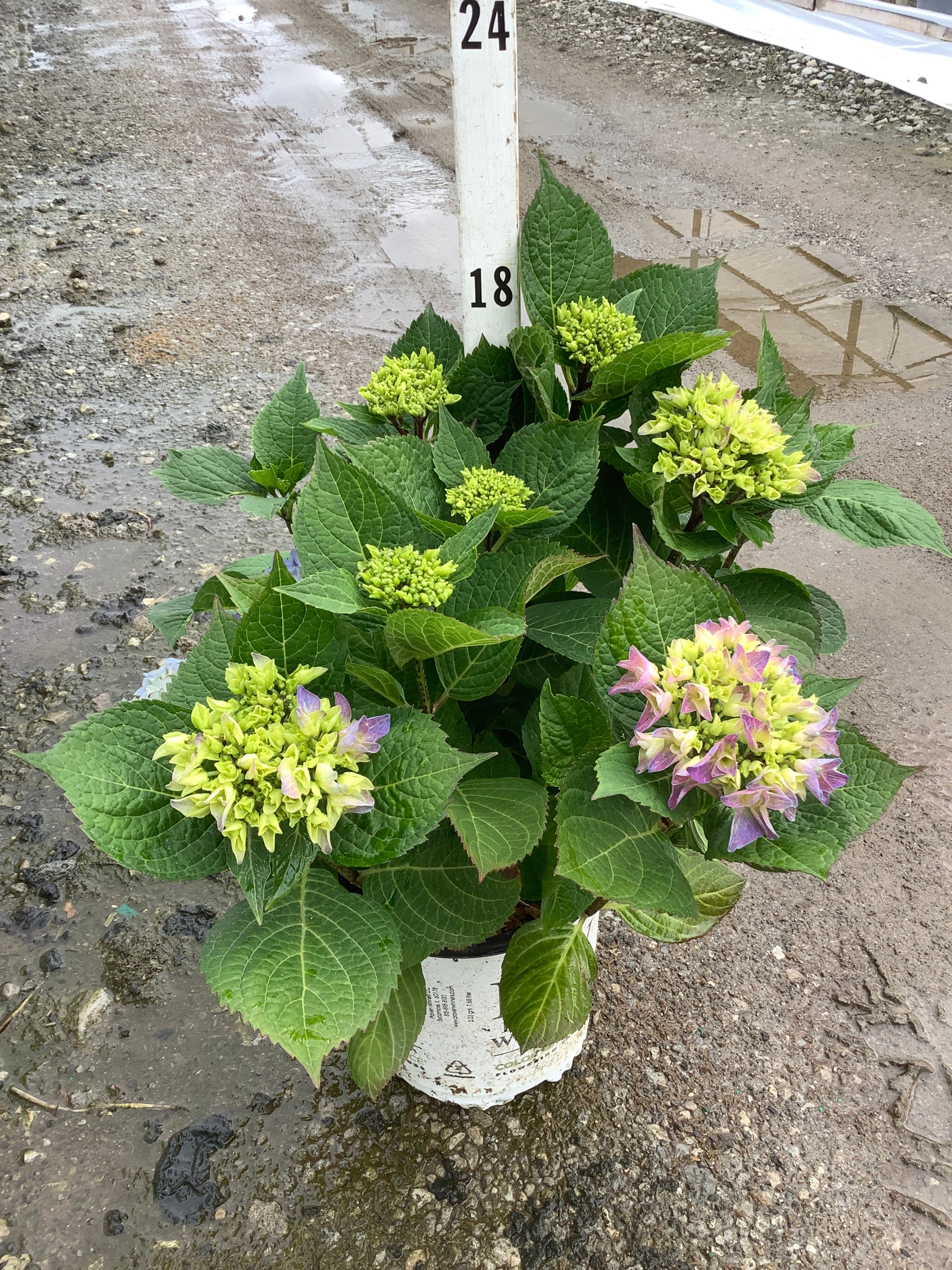 Hydrangea macrophylla 'Lets Dance Rhythmic Blue'