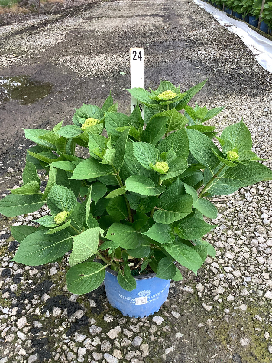 Hydrangea macrophylla 'Bailmer' — G3