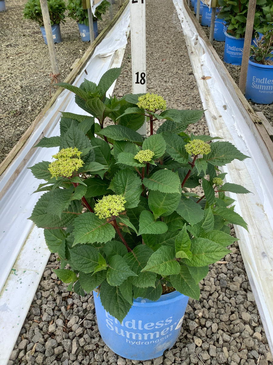 Hydrangea macrophylla 'Bloomstruck' — G5 ES