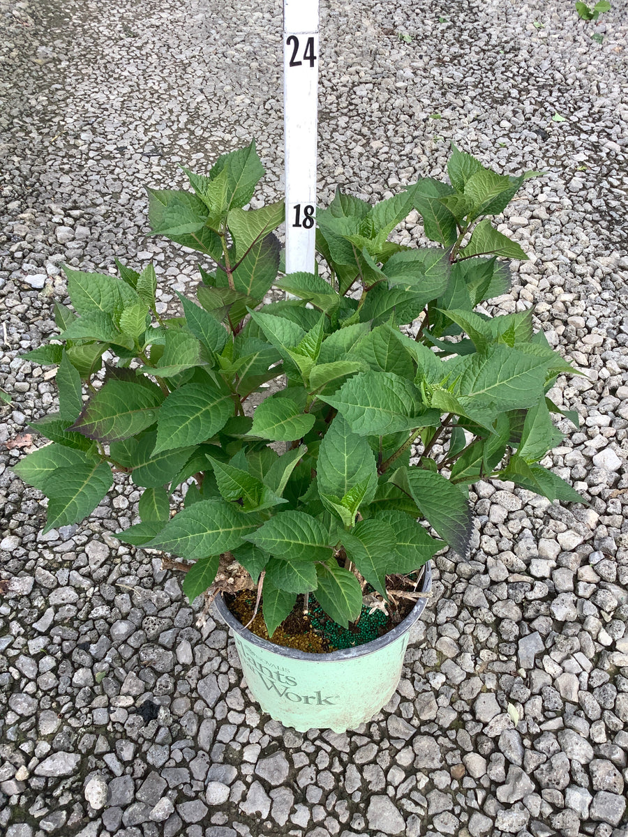Hydrangea macrophylla 'Rock-N-Roll' — G3 PTW