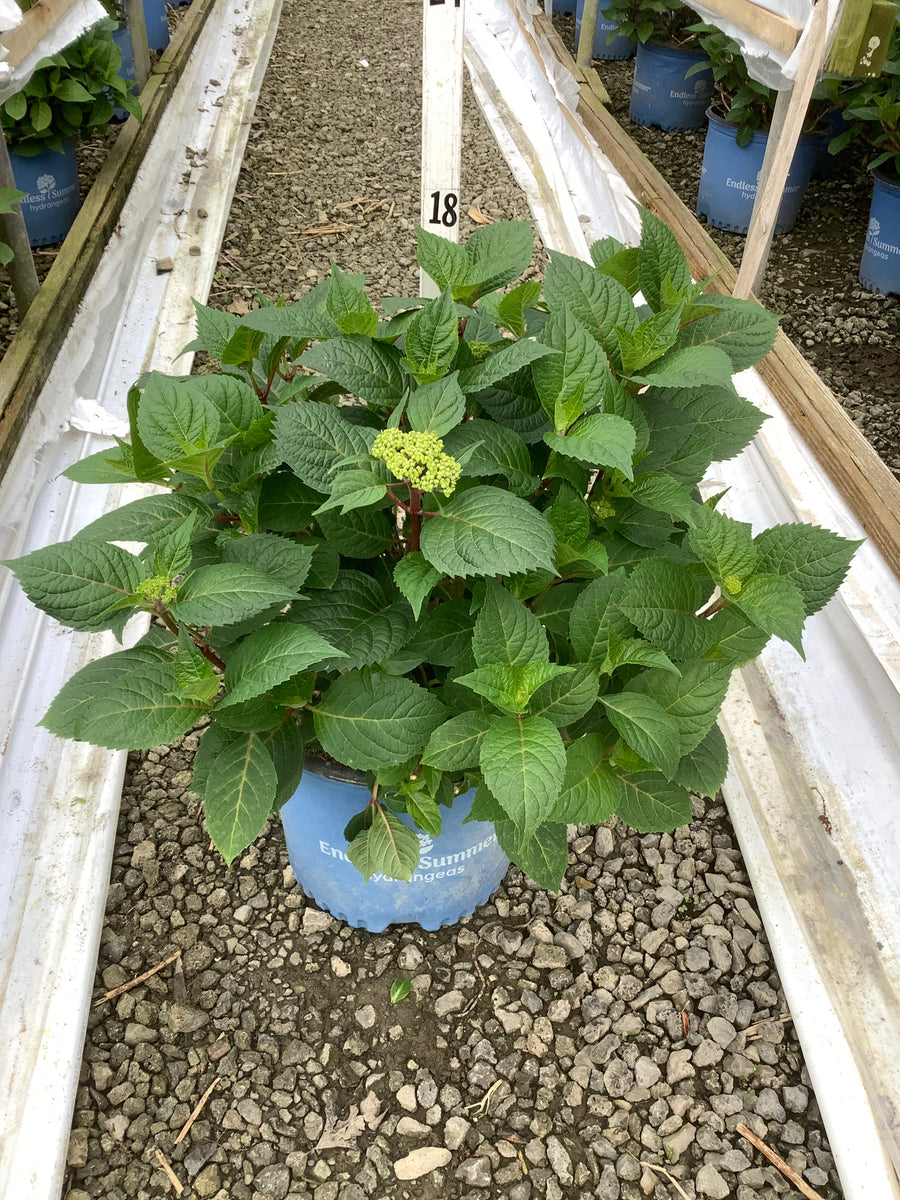 Hydrangea macrophylla 'Bloomstruck' — G3