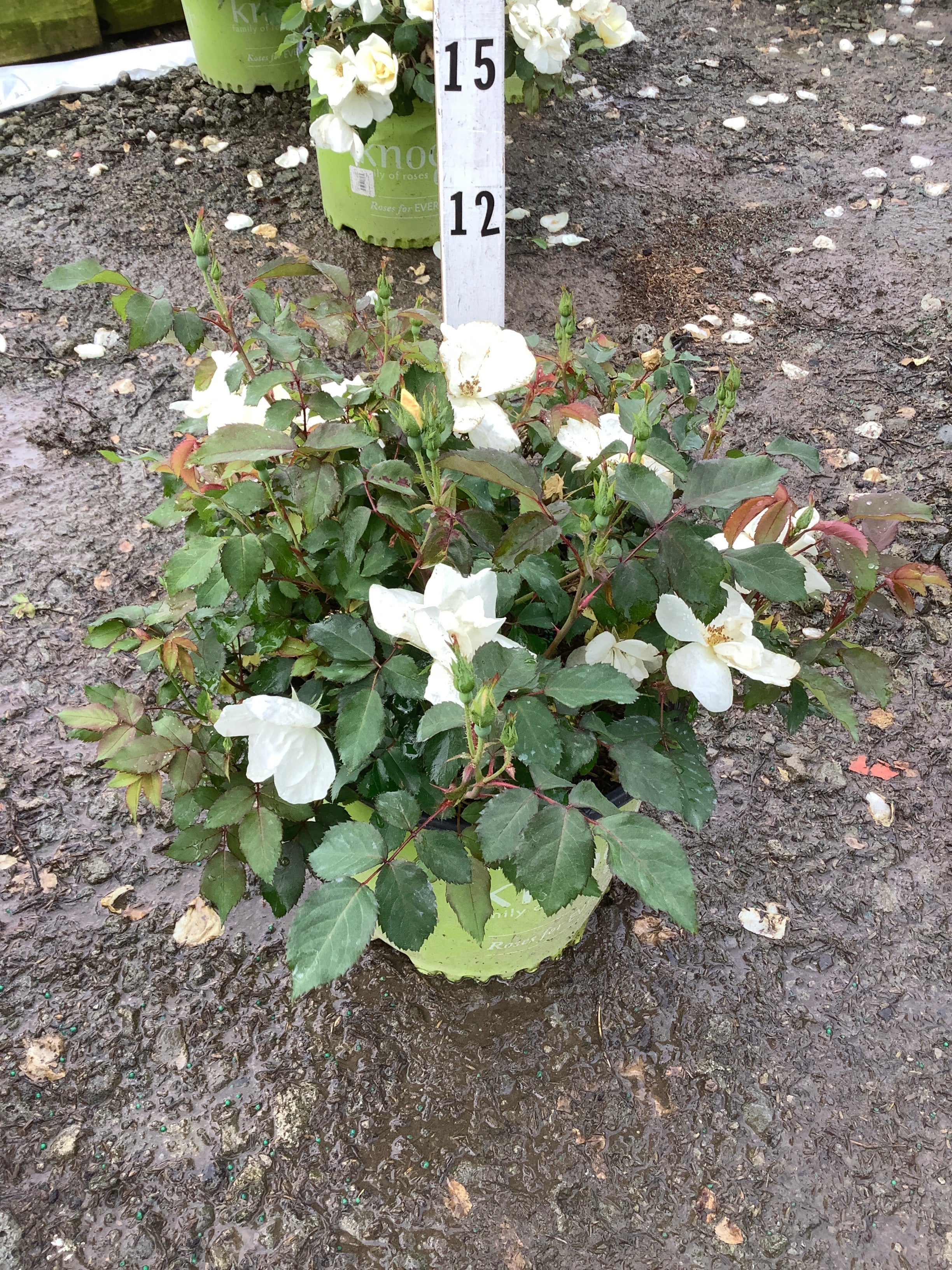 Rosa K.O 'Radwhite'
