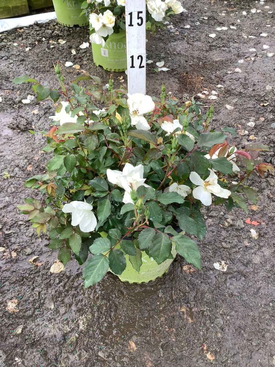 Rosa K.O 'Radwhite' — G3